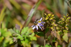 ヒメセマダライエハエ。