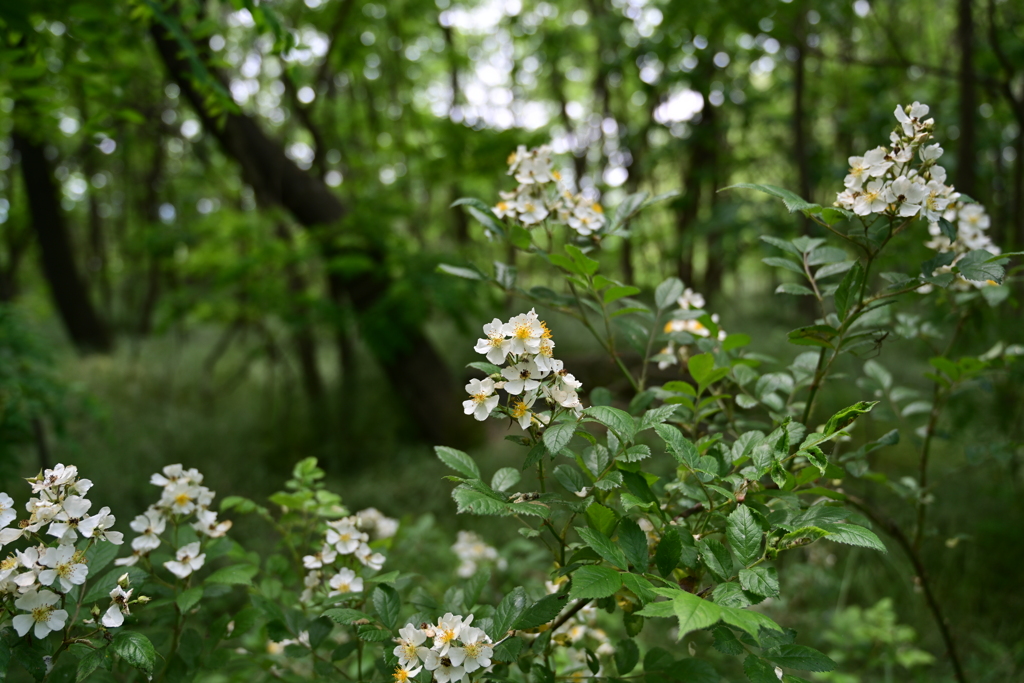 野薔薇。