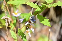 ヤマトシジミ。