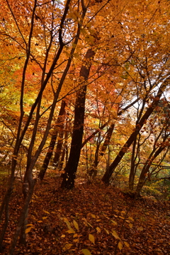 紅葉の林。