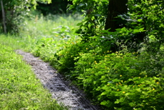 河川敷のあぜ道。