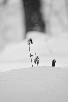 雪が降りまして。