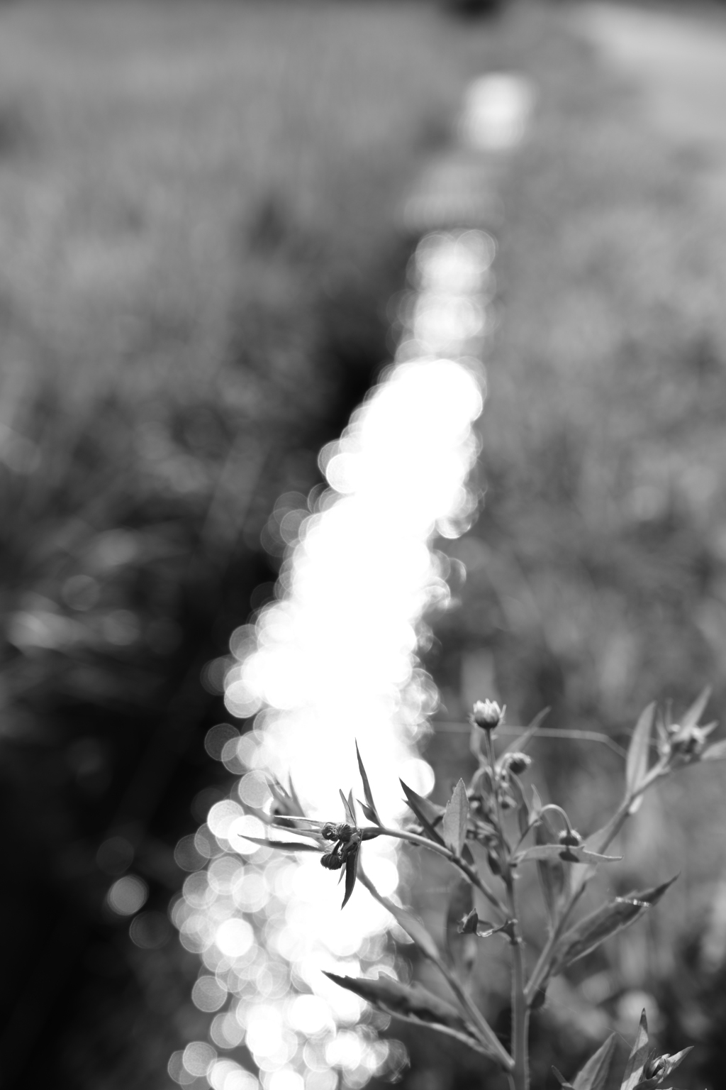 キラキラ水路。