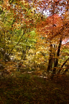紅葉の林。