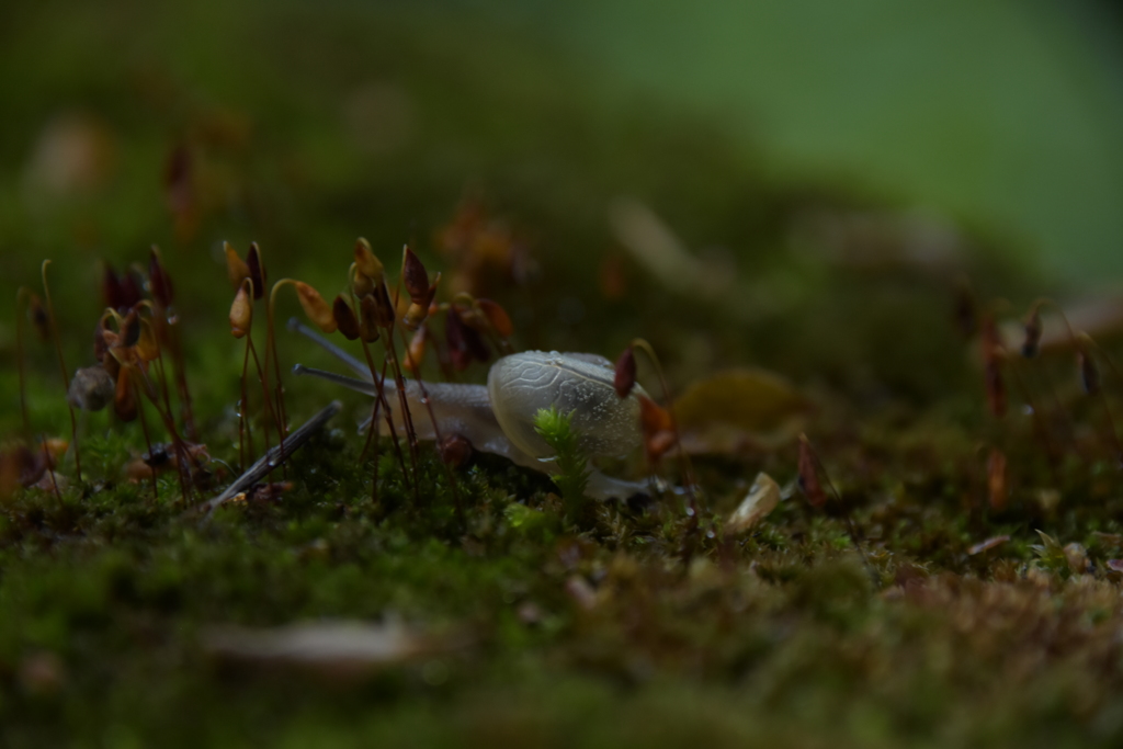カタツムリの赤ちゃん