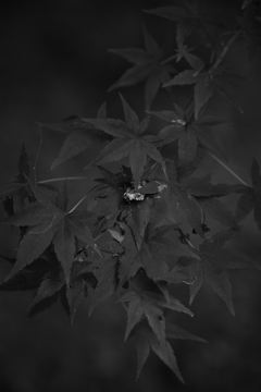 白黒もみじ。 白黒もみじ。