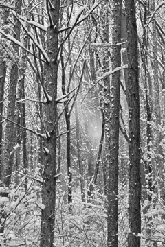 雪が降りまして。