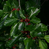 一瞬コーヒーの木かと思いました。