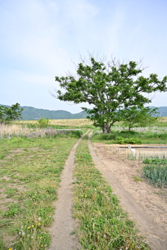 この木の為に。