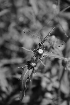 トンボとアザミ白黒。 トンボとアザミ白黒。
