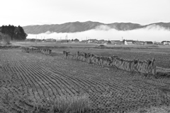 稲干しのある風景。
