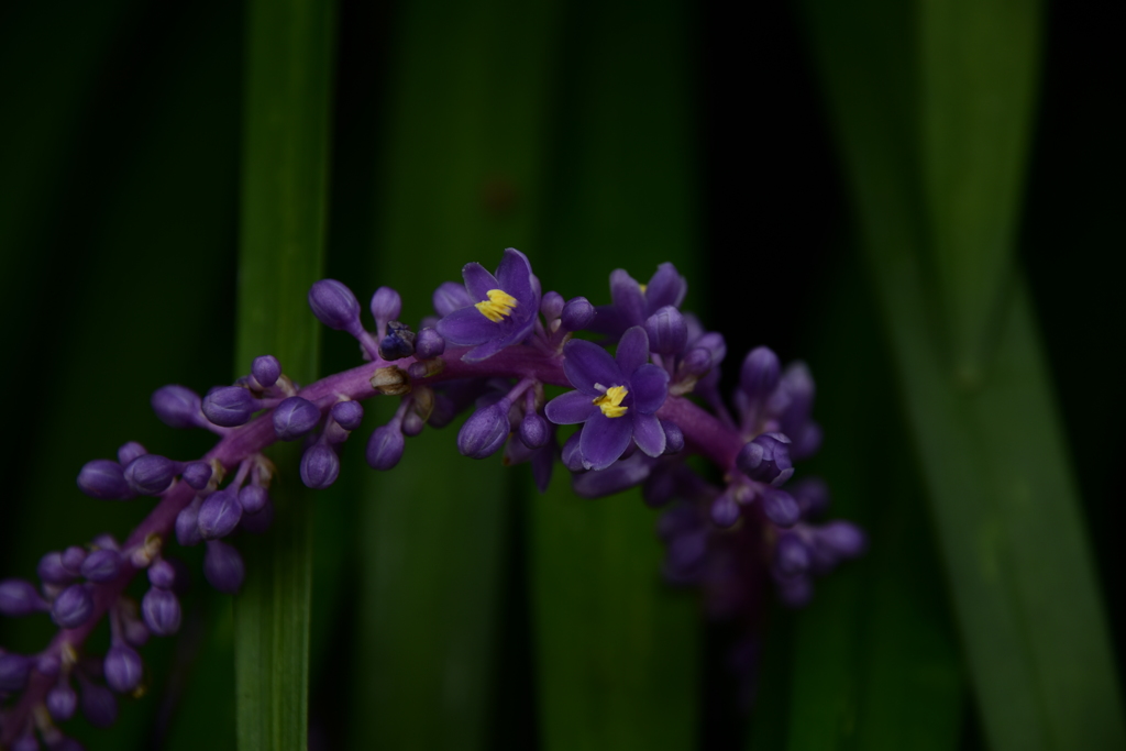 花の名