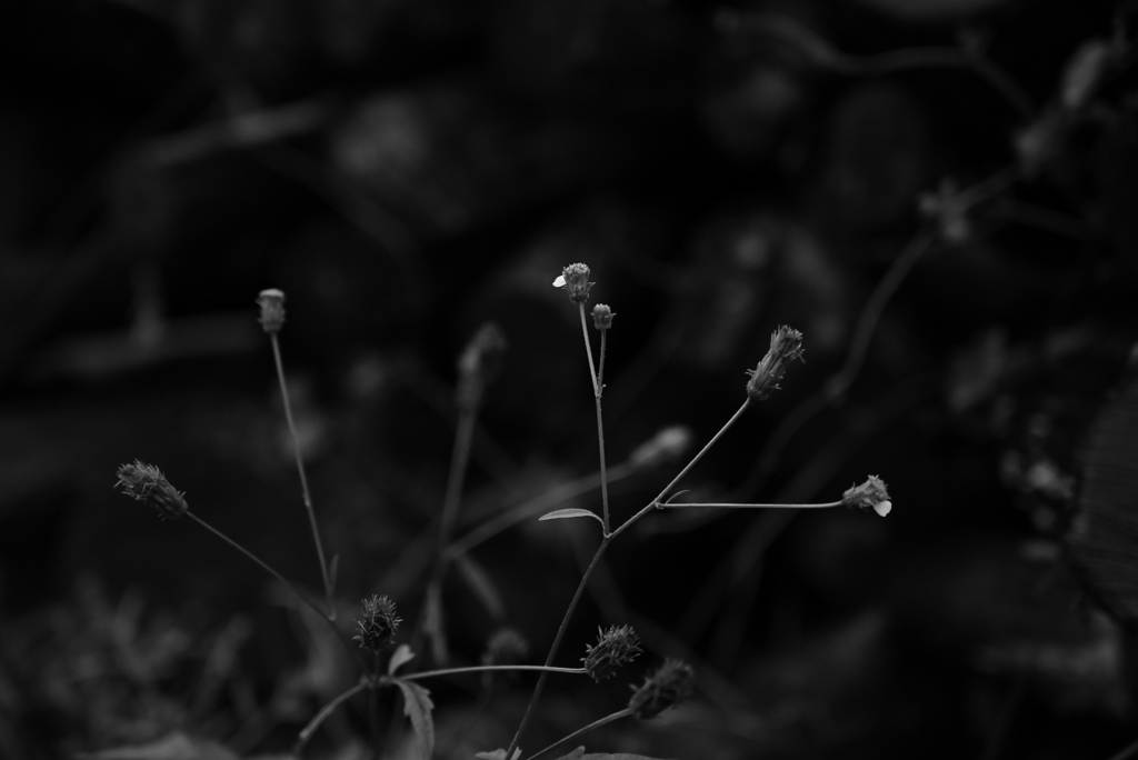 1枚の花びら。