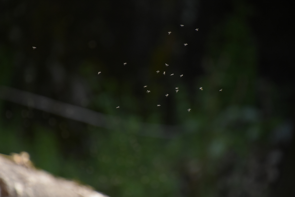 ちっちゃいヤツ