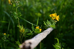 曇り予報が晴れました。