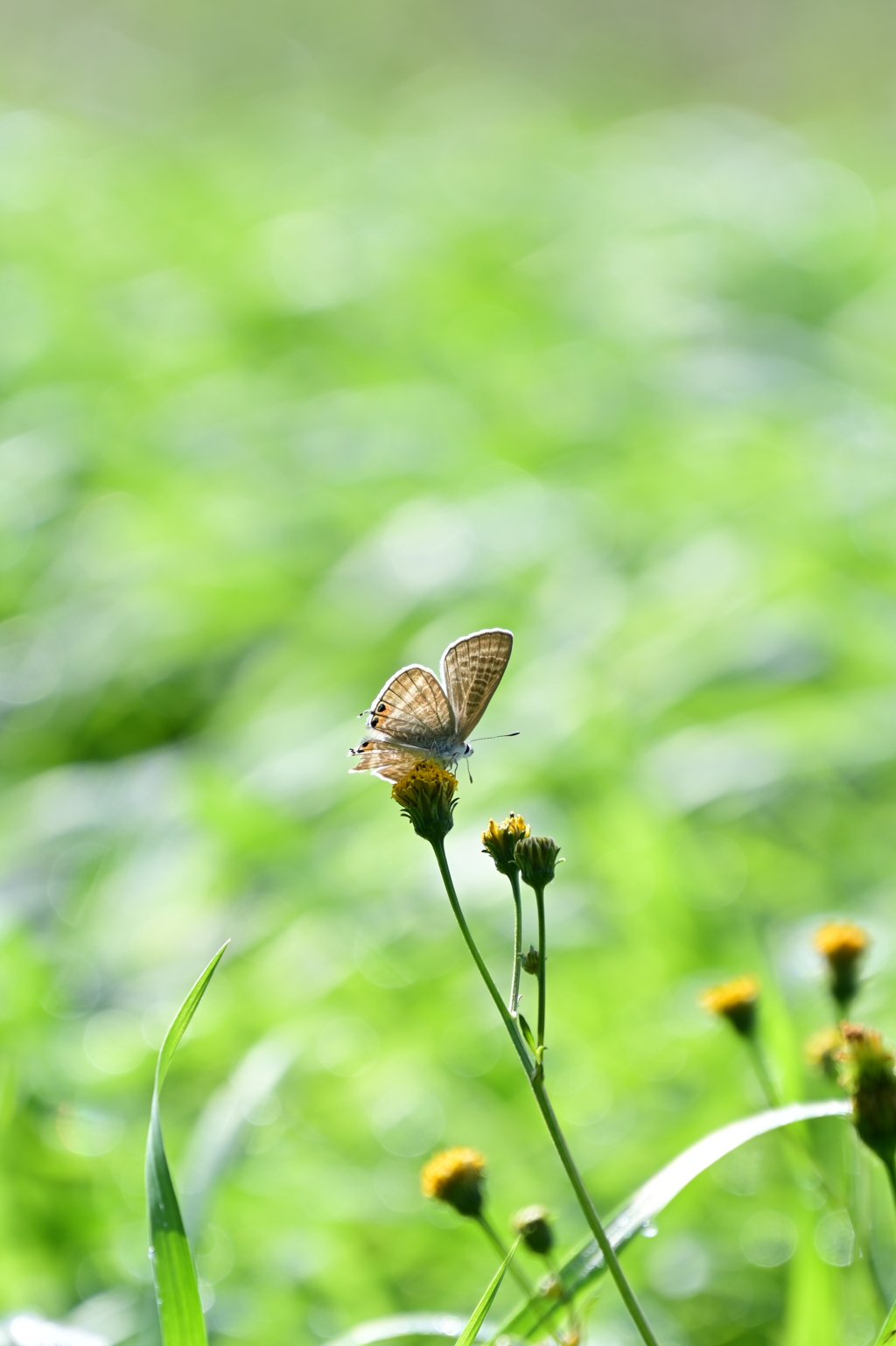 蝶々シリーズ3。