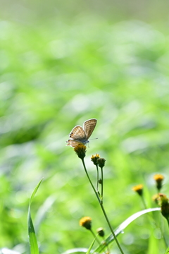 蝶々シリーズ3。 蝶々シリーズ3。