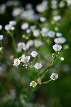 早朝の花。