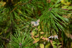 松とウラナミシジミ。