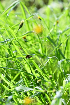 蝶々シリーズ4。