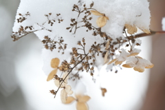 雪が降りまして。