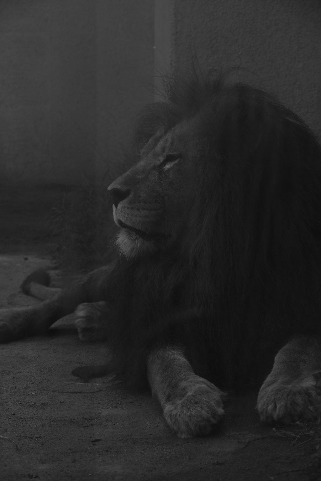 オスのライオン。
