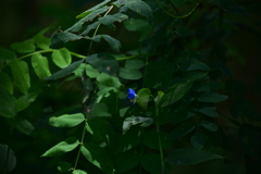 日陰の露草。