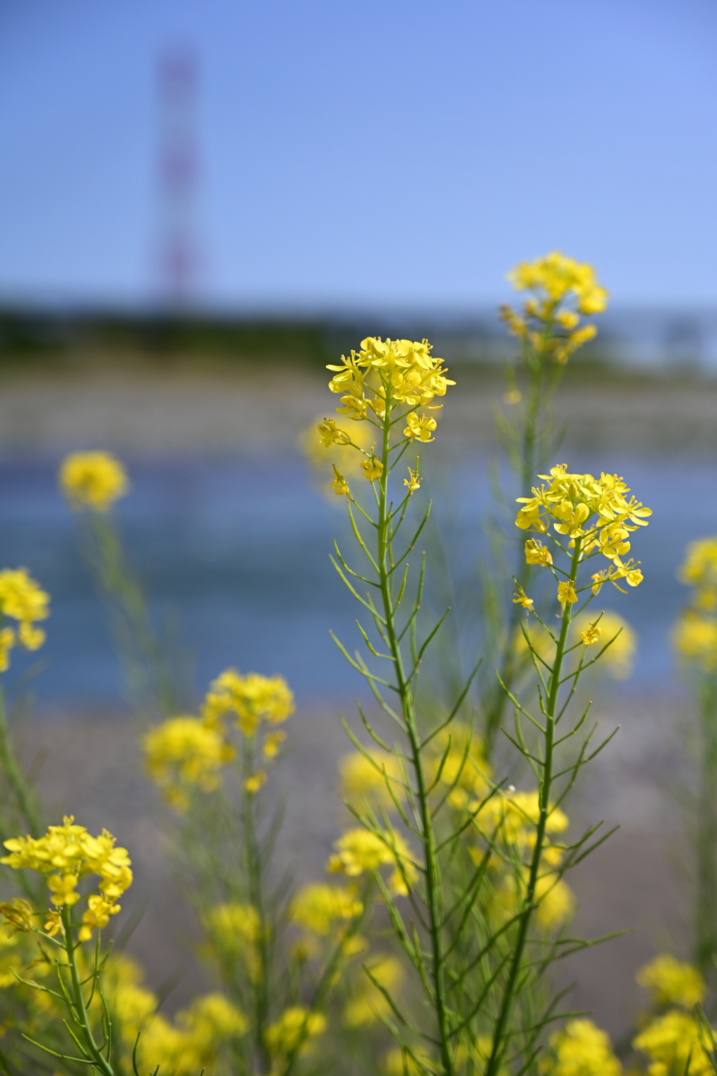 菜の花と鉄塔。