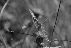 白黒蝶々。 白黒蝶々。