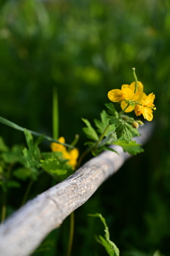 曇り予報が晴れました。