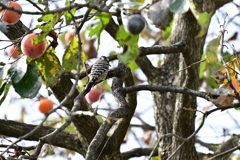 小さな鳥。