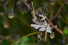 氷漬けのとんぼ。