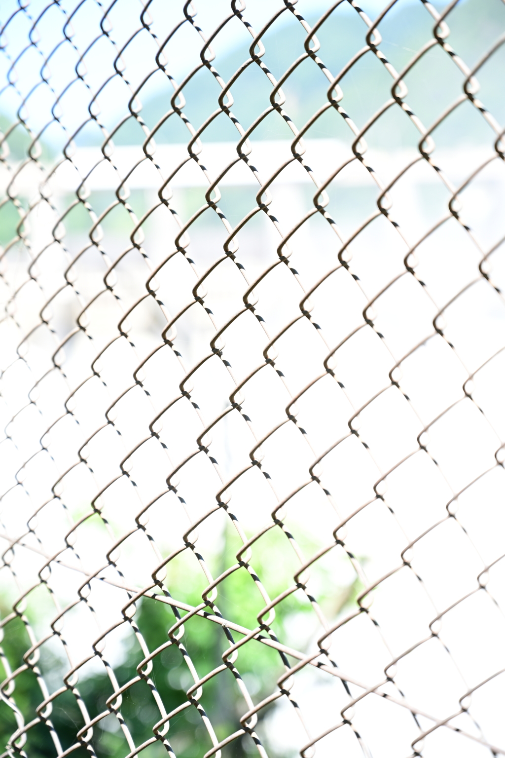 夏のフェンス。