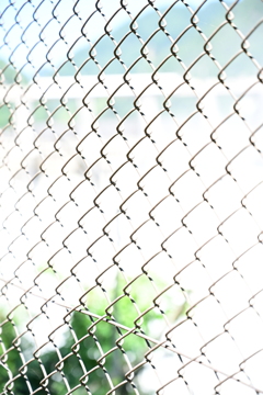 夏のフェンス。