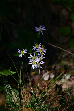 山の草花。