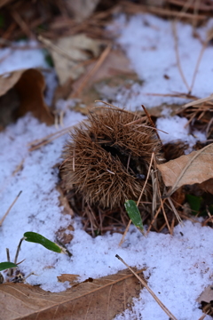 雪とイガ栗。