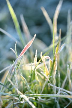 凍った草。