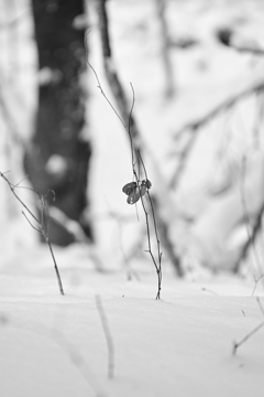 雪が降りまして。
