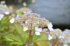 紫陽花と小川。