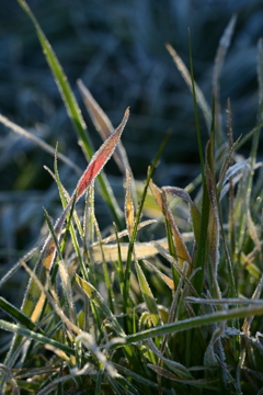 凍った草。