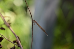 オツネントンボ。 オツネントンボ。