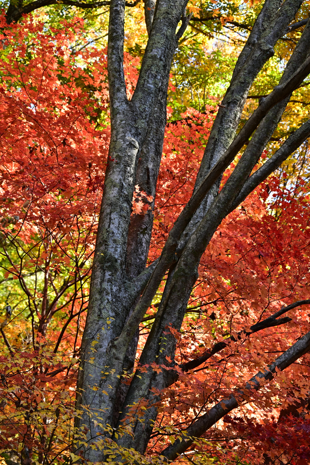 木の幹と紅葉。