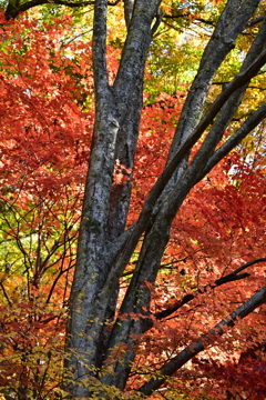 木の幹と紅葉。