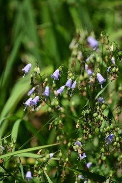 ツリガネニンジン。