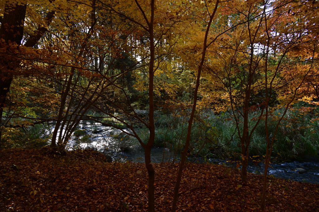 小川と紅葉。