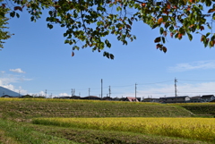 秋ちょっと前。