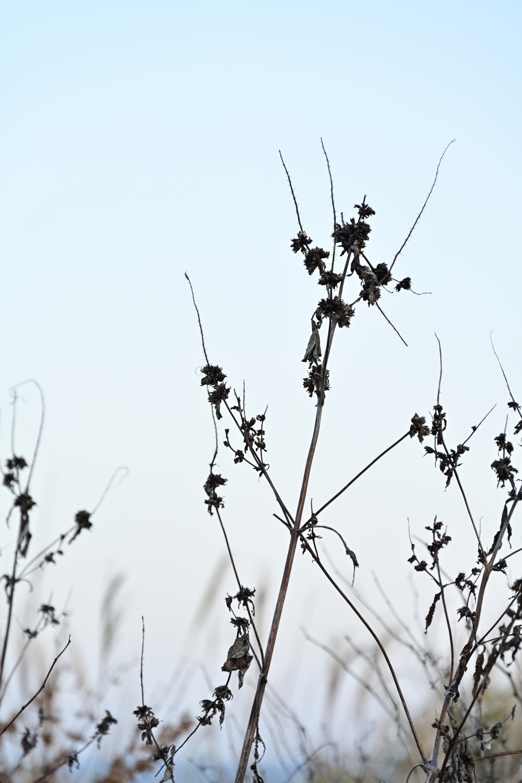 白黒じゃないよ。