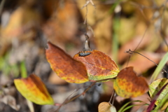 ナナホシテントウ虫の幼虫。