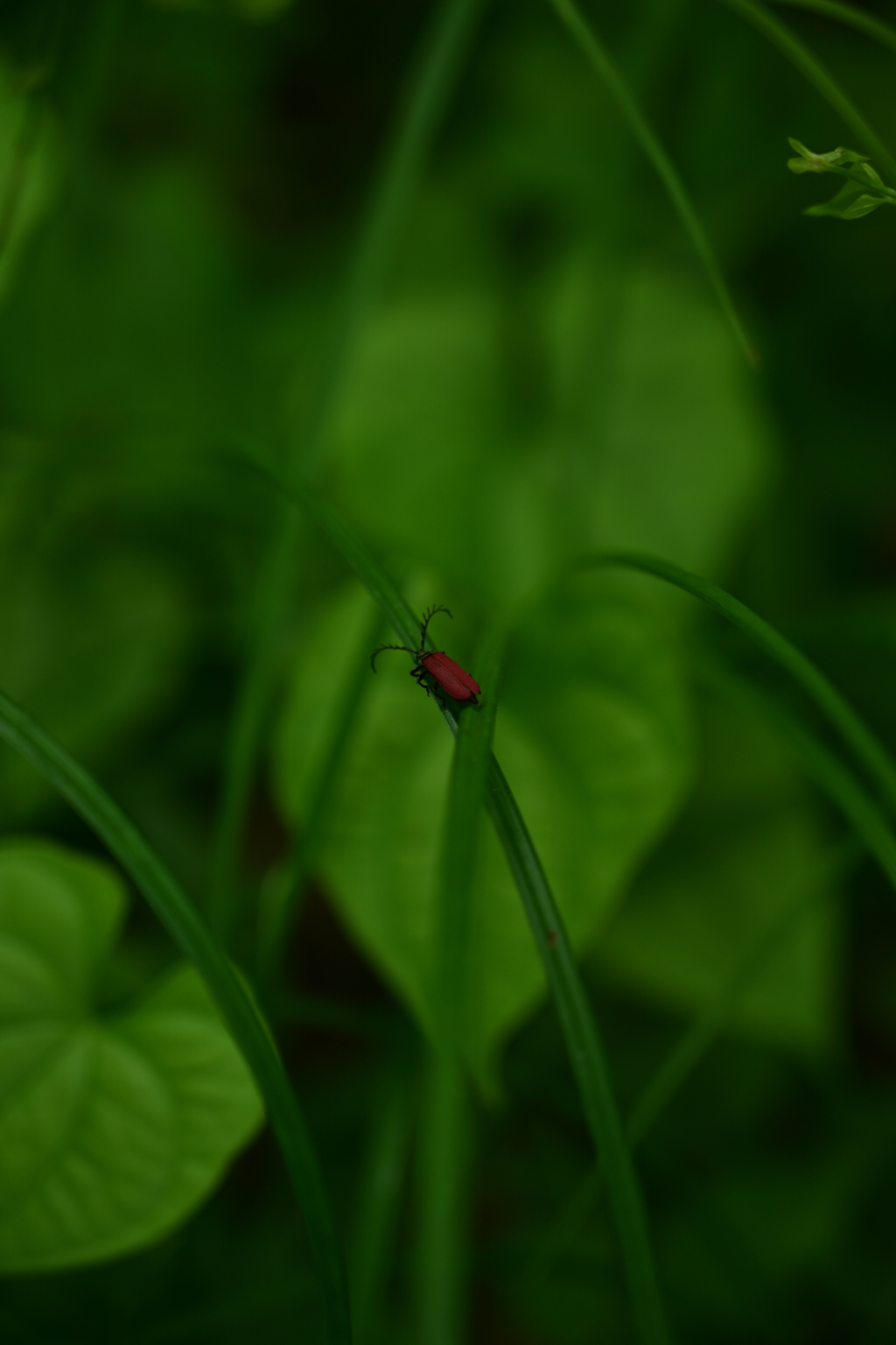 カクムネベニボタル。