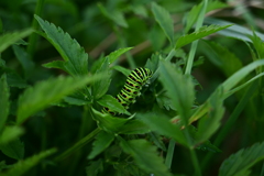 キアゲハの幼虫。